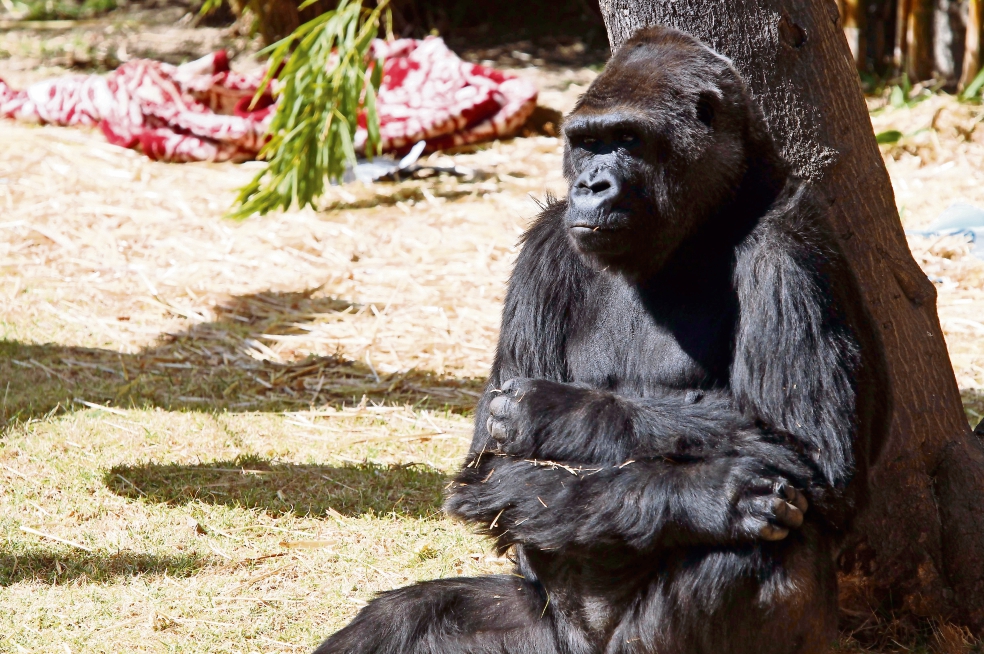 Muere en Zacango ex pareja de gorila "Bantú"