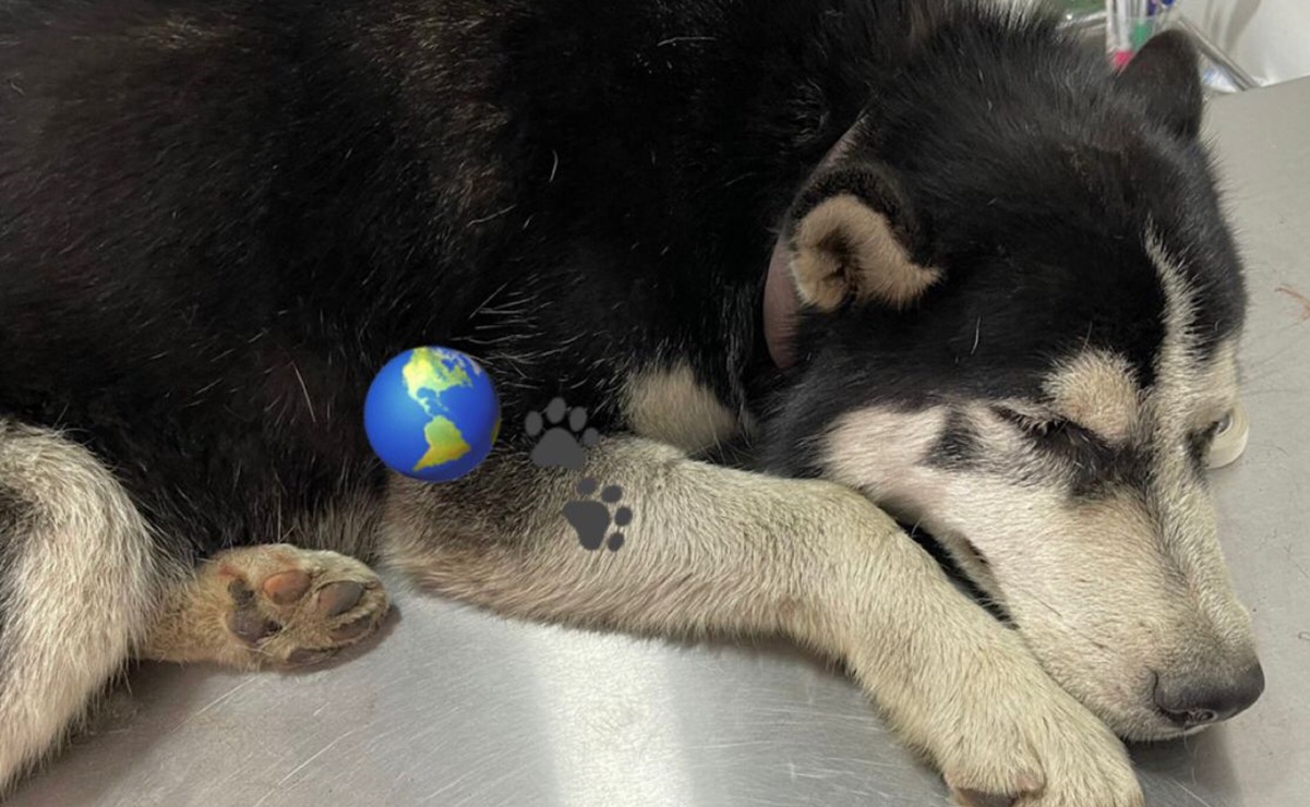 Denuncian a policías por atropellar intencionalmente a "Rolo", un perrito Husky, en Melchor Ocampo