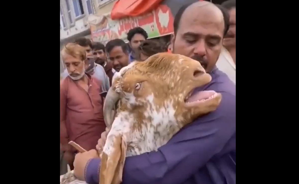 Cabra llora y es abrazada por su dueño mientras intenta venderla