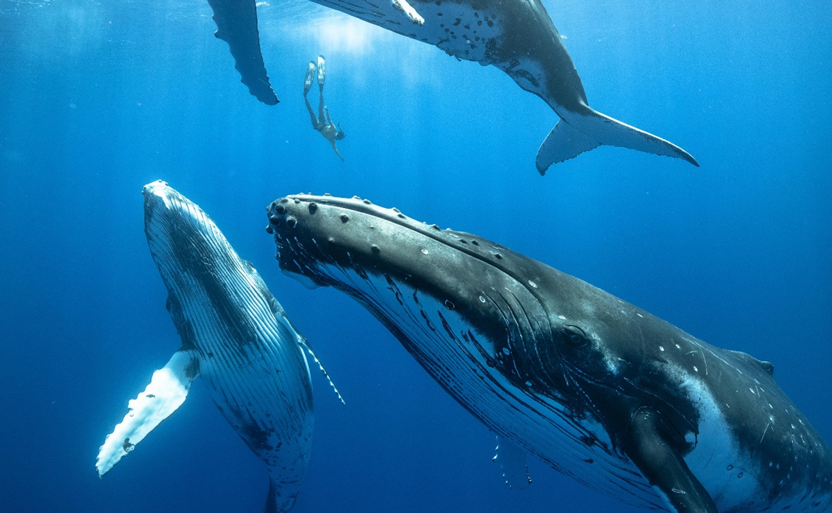 ¿Qué hace que canten las ballenas? Avances científicos ofrecen respuestas