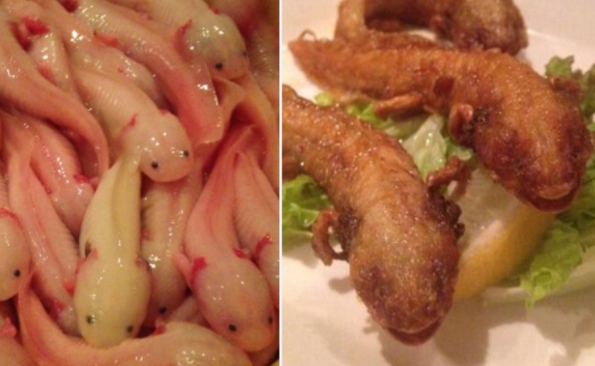 Indigna a internautas presunto platillo de ajolotes fritos de restaurante japonés 
