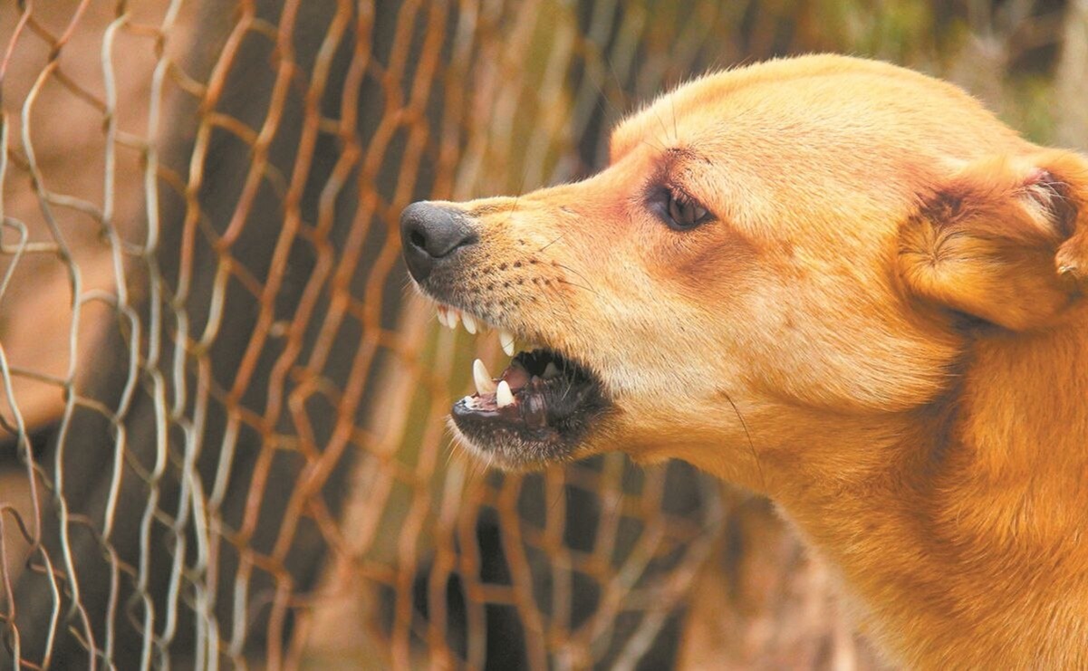 Prohibido criar perros de ataque: En Naucalpan impulsan acciones para fomentar la adopción 