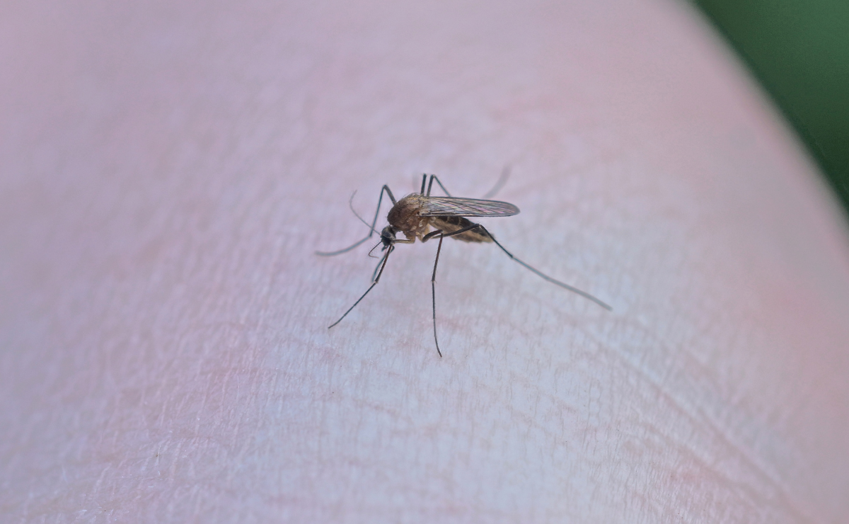Insuficientes acciones para combatir dengue en Hidalgo: diputada
