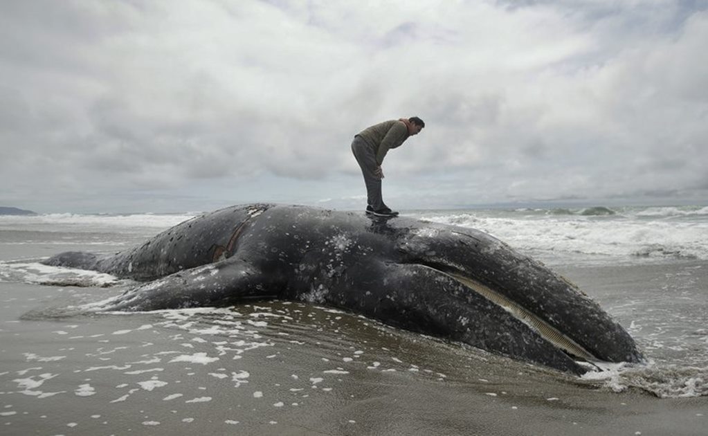 EU, sin espacio para decenas de ballenas grises muertas