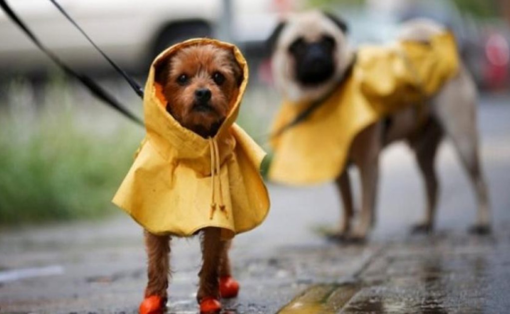 5 pet diseases in rainy season