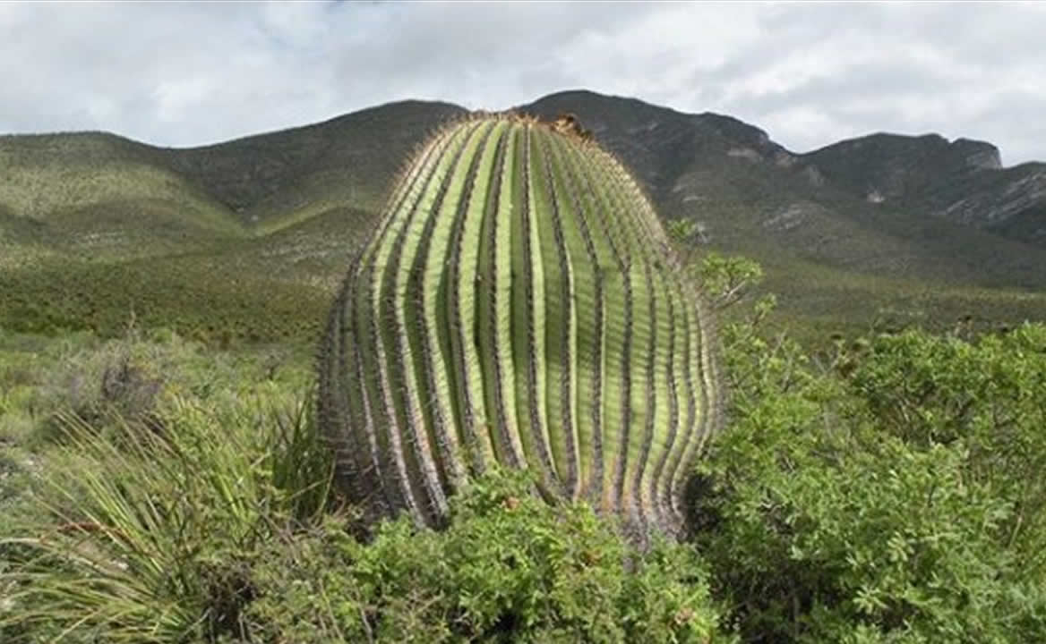 Tetecha, la deliciosa flor endémica de Puebla | El Universal Puebla