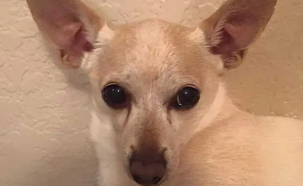 "Tobykeith": el perro más viejo del mundo es un chihuahua y vive en Florida