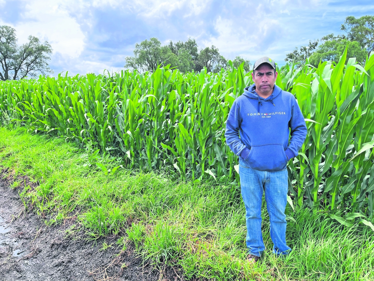 Agricultores temen rapiña en próxima cosecha de elotes