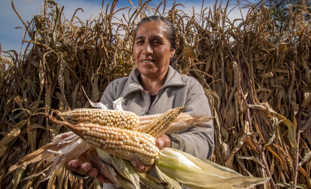 Reporta Sader avance de 97.7% en programa de apoyos a productores de granos para el Bienestar