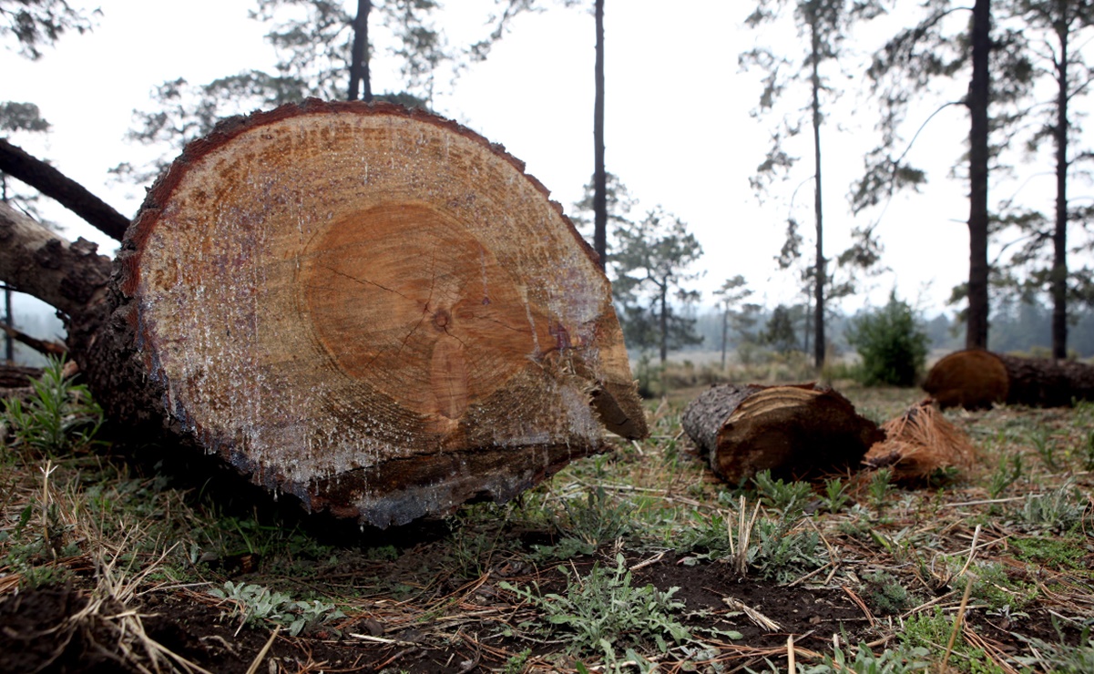 Piden investigar tala de árboles en Parque Ecológico Sierra de Guadalupe en Tlalnepantla