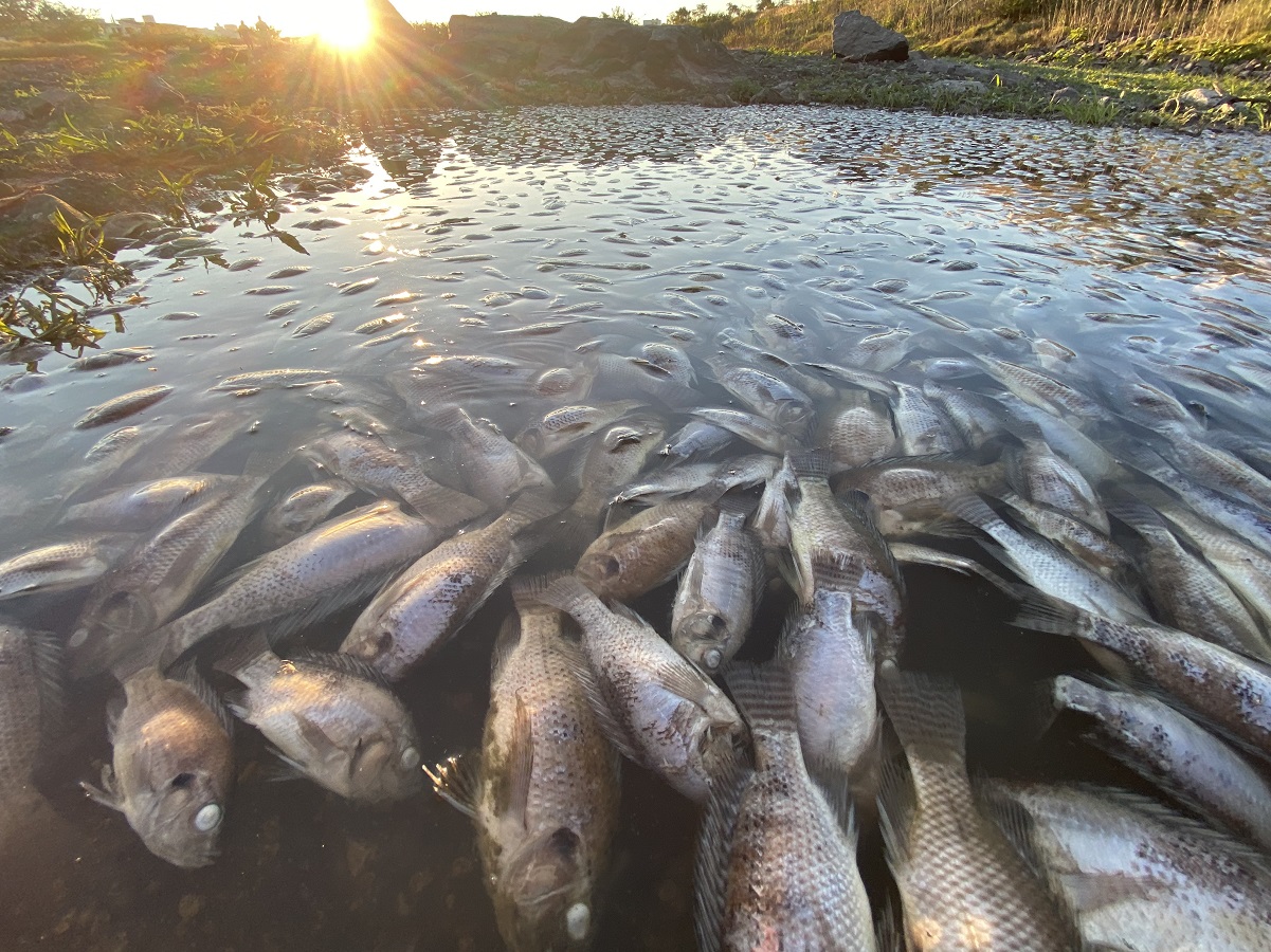 Conagua indaga muerte de peces en Querétaro 