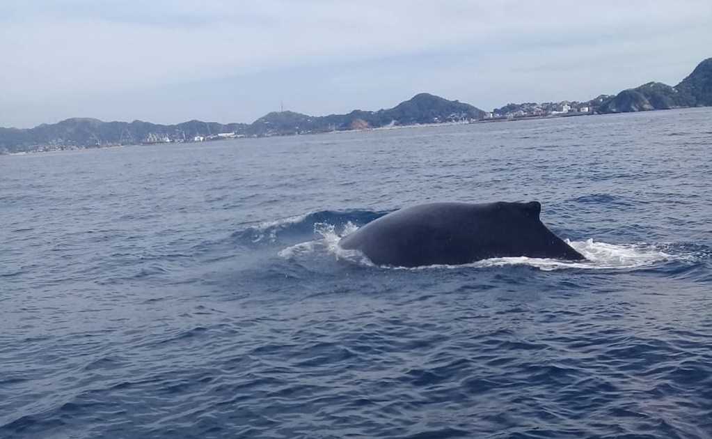 Elementos de la Marina liberan a ballena atrapada en red de pesca en Colima