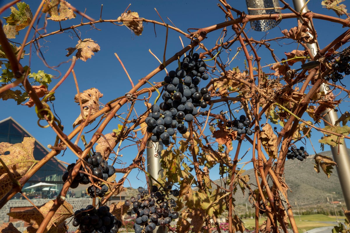 Explora la ruta de vinos en Coahuila 