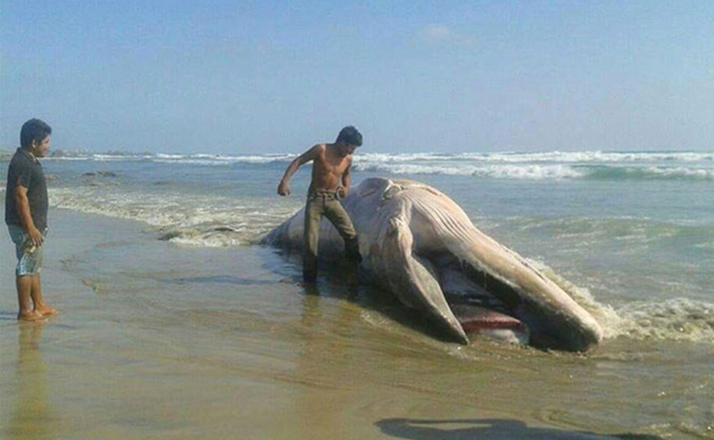Hallan otra ballena muerta en playas de Oaxaca 