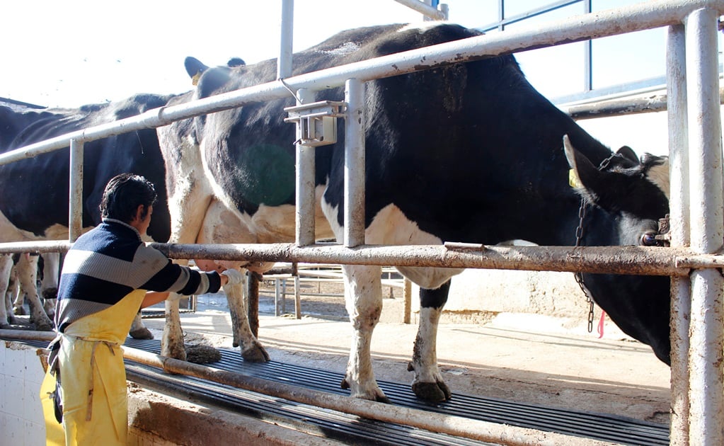 Liconsa debe comprobar pago a productores de leche en 2020: INAI