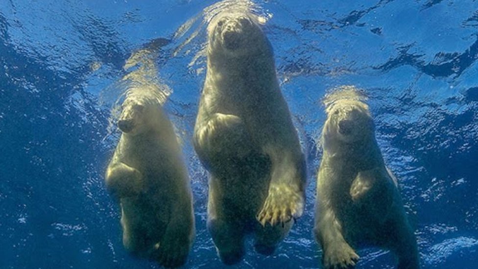 Así fue cómo un fotógrafo logró su "sueño loco" de nadar con osos polares en una "misión suicida"