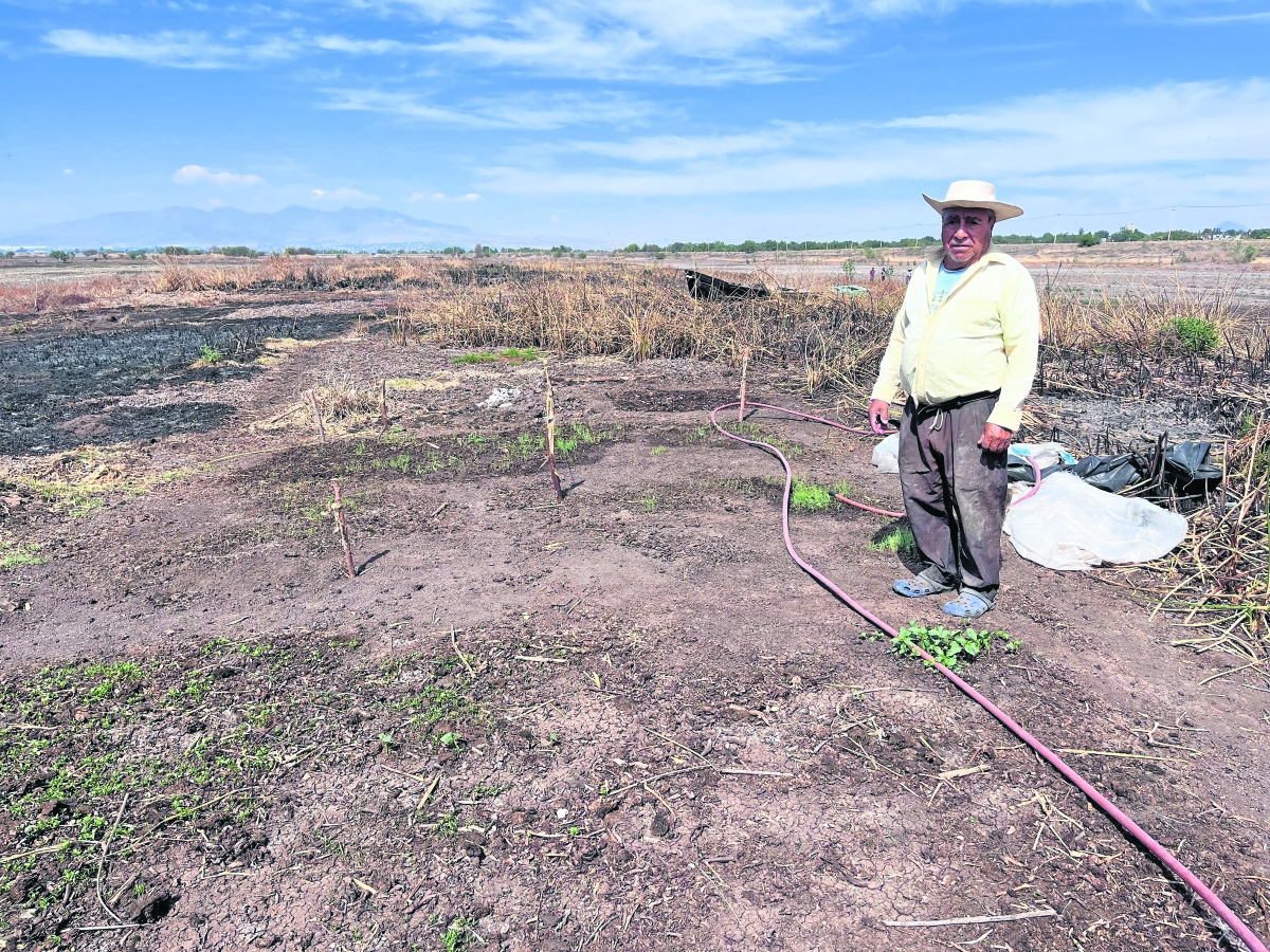 Zumpango pasó de ser laguna a ser milpa