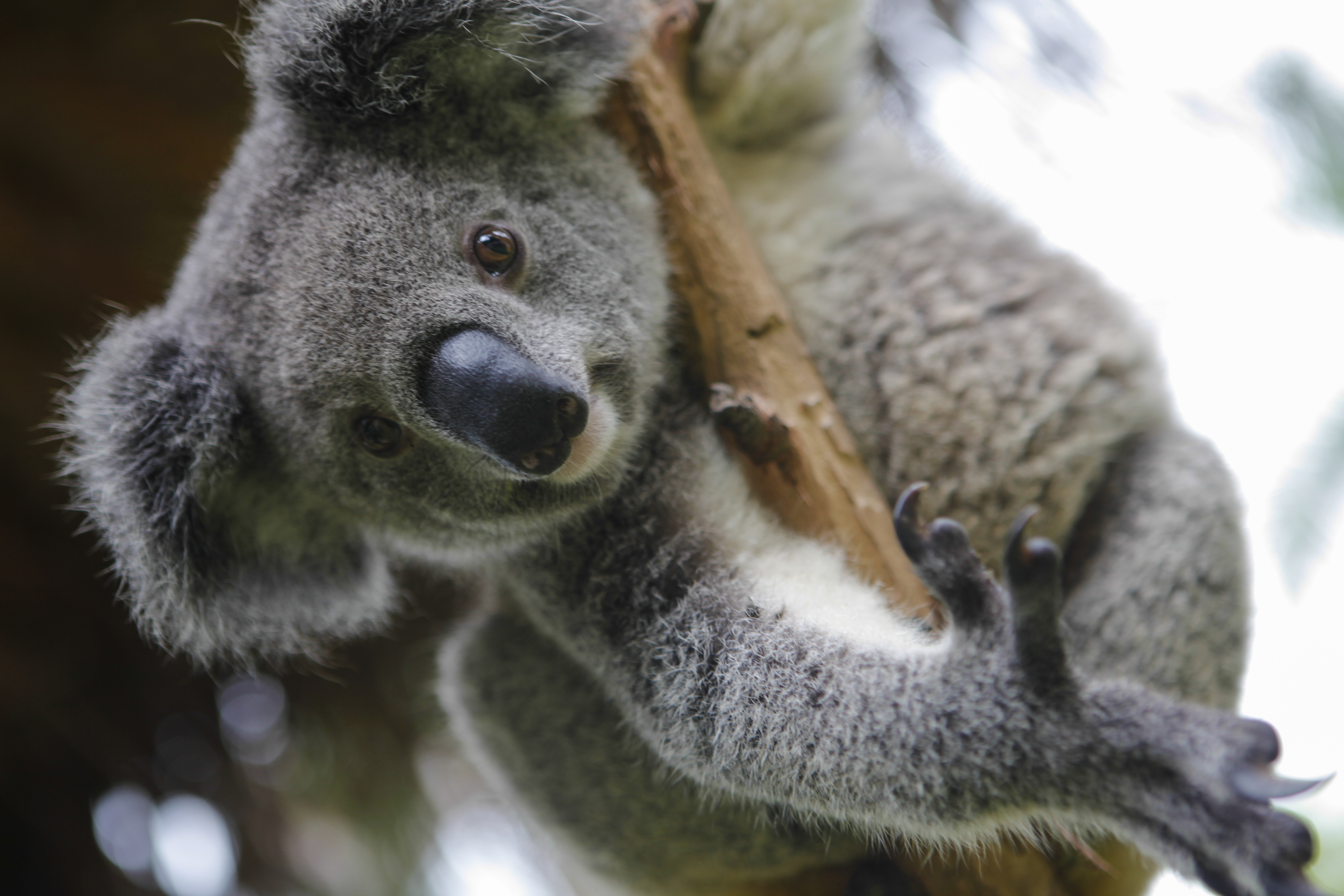 La isla donde puedes abrazar un koala