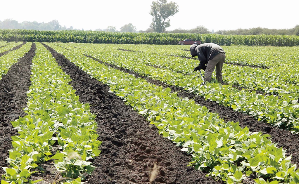 Destaca productividad de la agricultura protegida en México