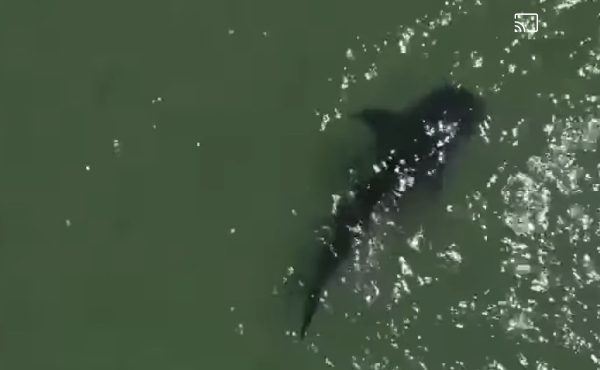VIDEO: Avistamiento de tiburón ballena en Bahía de Kino, Sonora