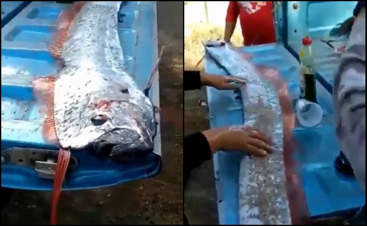 Video: capturan en costas de Sinaloa un pez remo, asociado con la predicción de terremotos  