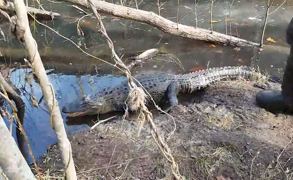 Video. Tras ola de frío en EU, caimanes 'reviven' y salen del hielo