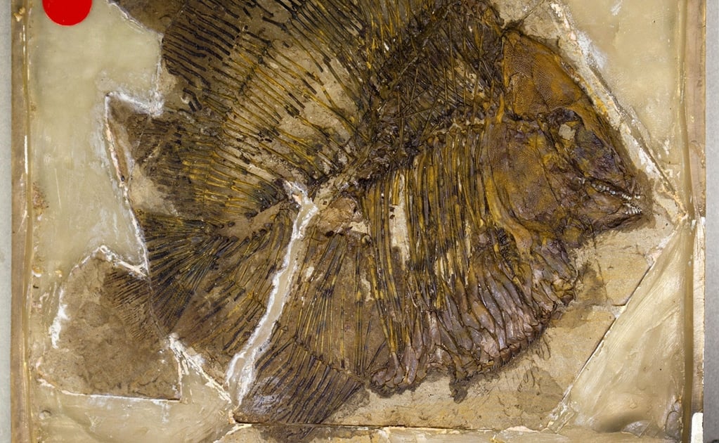 Nuevos fósiles arrojan luz sobre los primeros tetrápodos
