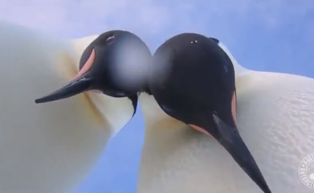 Video. Pingüinos hallan una cámara en la Antártida y se 'toman selfie'