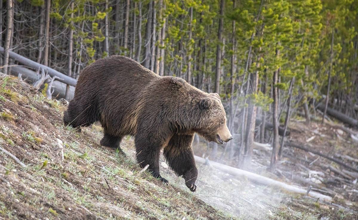 Muere mujer tras ataque de oso grizzli en Parque Nacional de Yellowstone