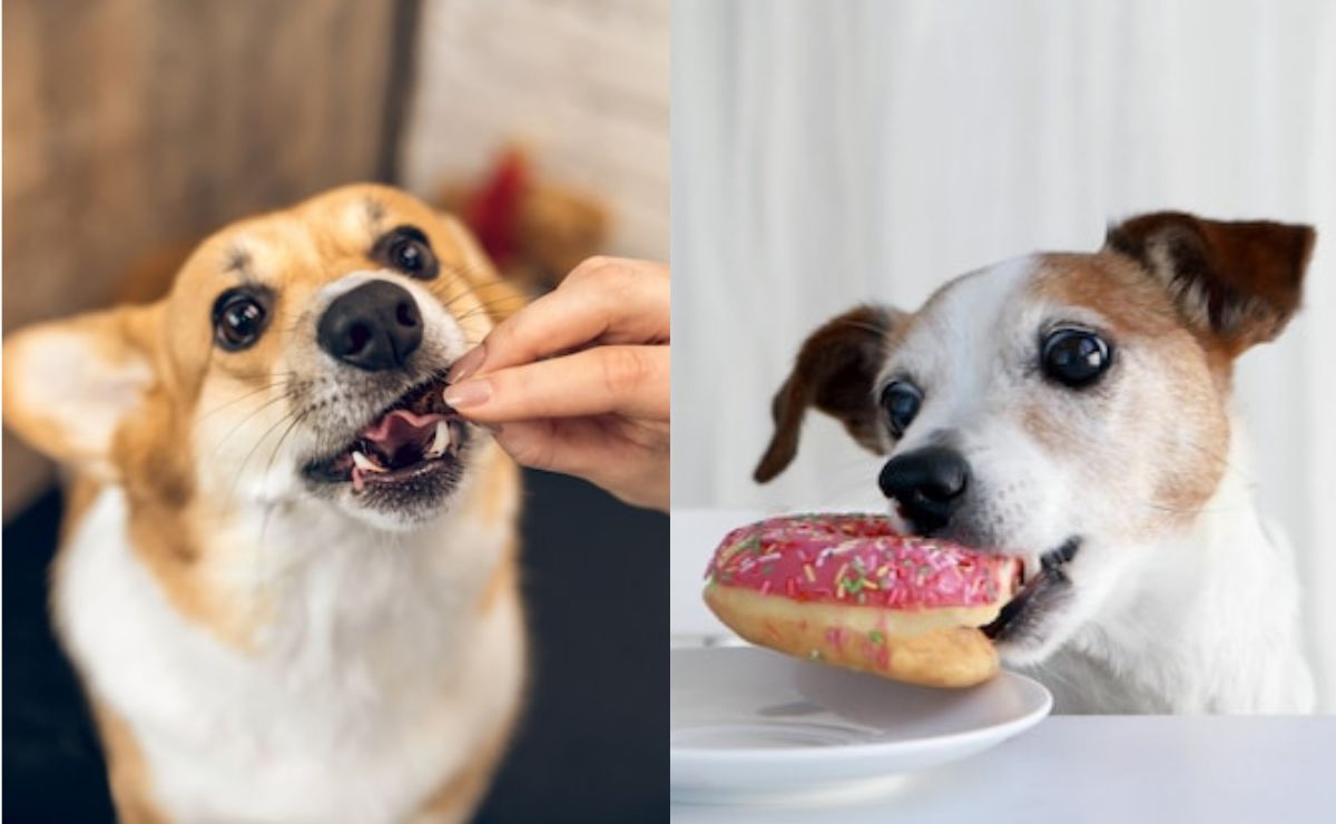 Esto es lo que debe comer un perro que sufre hipotiroidismo, según veterinaria
