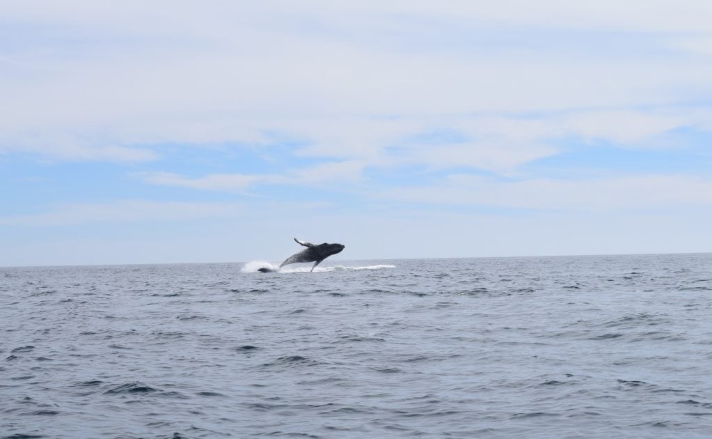 Registran presencia de cría de ballena gris en BCS