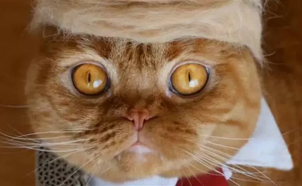 Video. Artista japonesa crea peluca de Trump para gatos