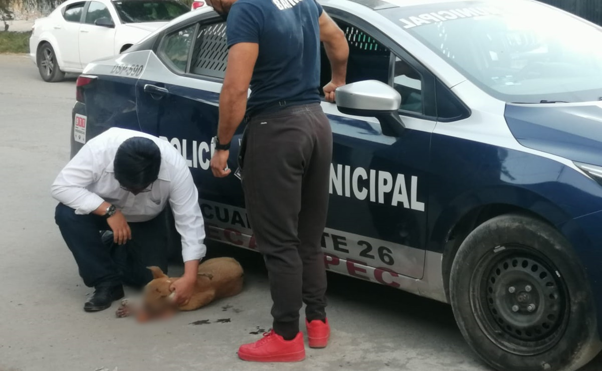 Perrito gravemente herido con pirotecnia es rescatado en Ecatepec 