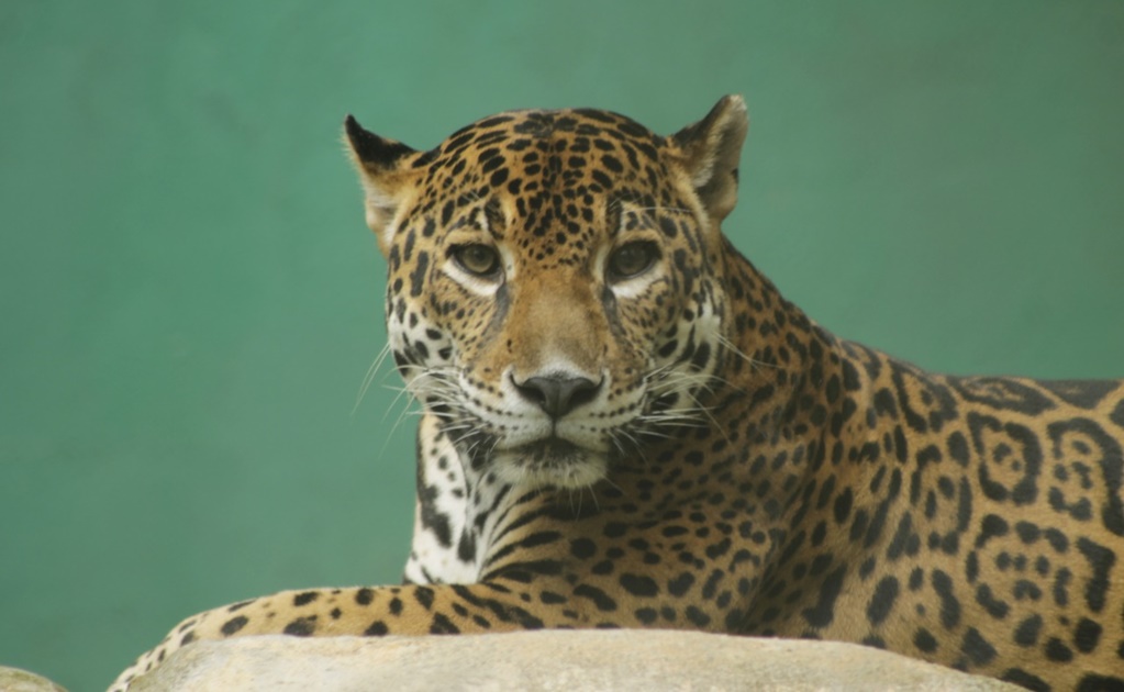 Muere "Ambar", uno de los tres jaguares residentes del Parque Museo La Venta
