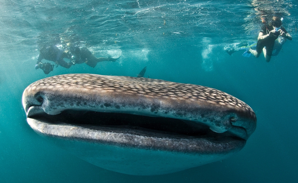 Mexico: The whale shark’s favorite place
