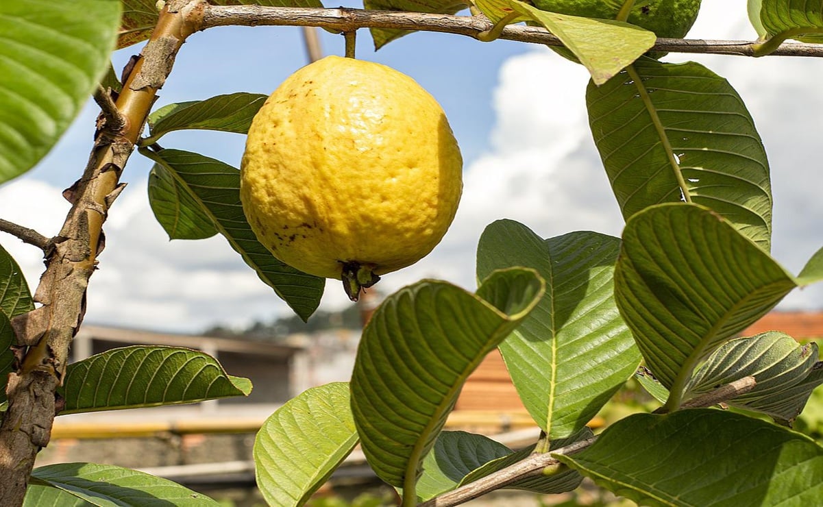 ¿Dormiste mal? la hoja de guayaba puede ayudar para este y otros males