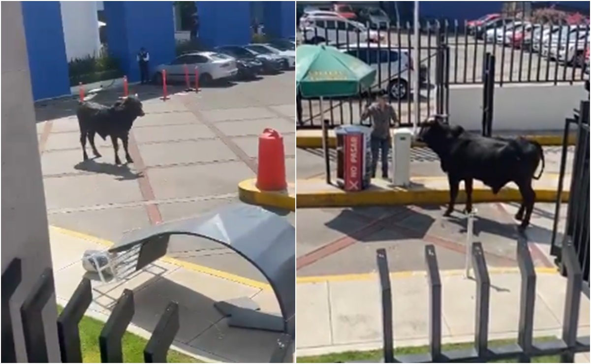 VIDEO: Toro ingresa a Universidad La Salle Pedregal; no se reportan heridos