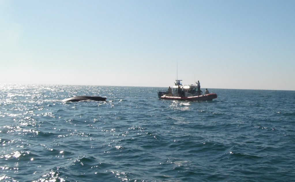Video. Rescatan a ballena atrapada en red