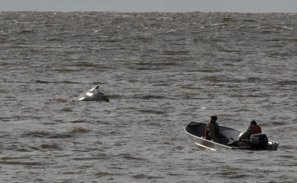 Guían a aguas abiertas a ballena varada en Buenos Aires