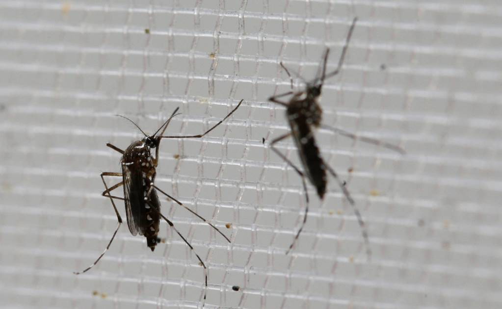 Edición genética puede controlar el mosquito del zika