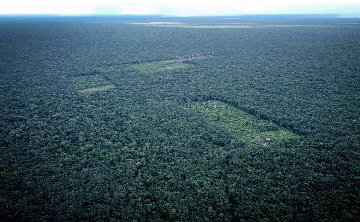 Otorgan premio de periodismo al trabajo "Sembrando Vida contra la Selva Maya" de EL UNIVERSAL
