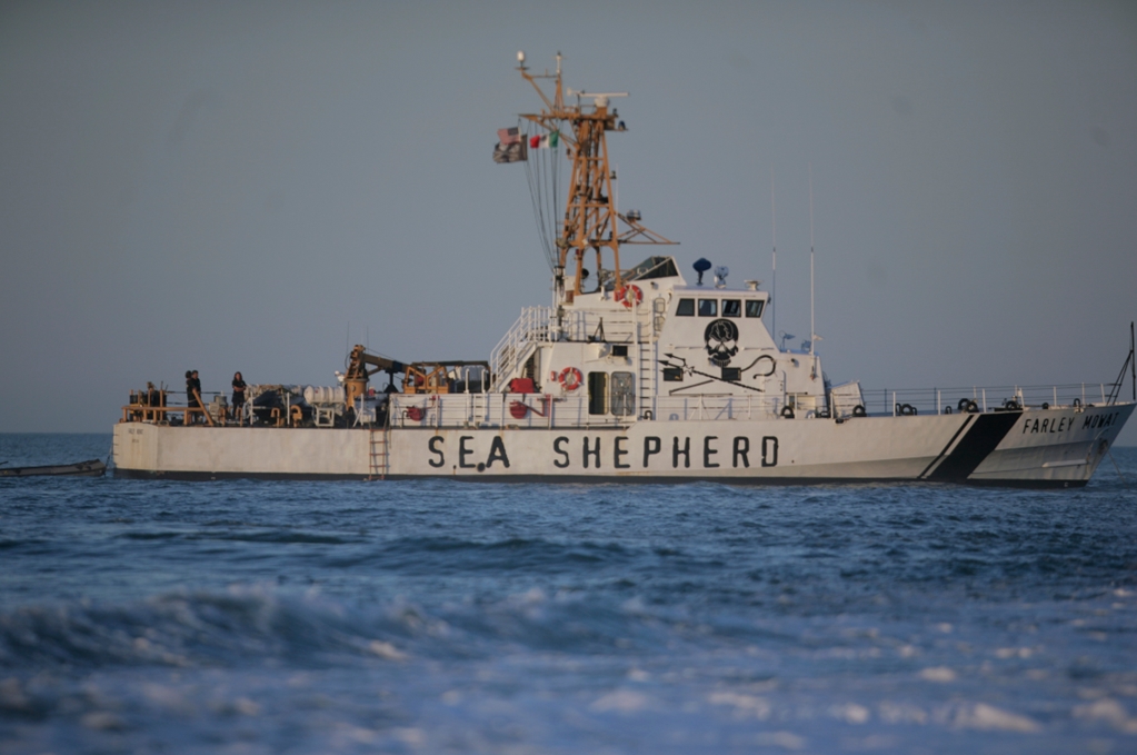 Refuerzan acciones para preservar vaquita marina