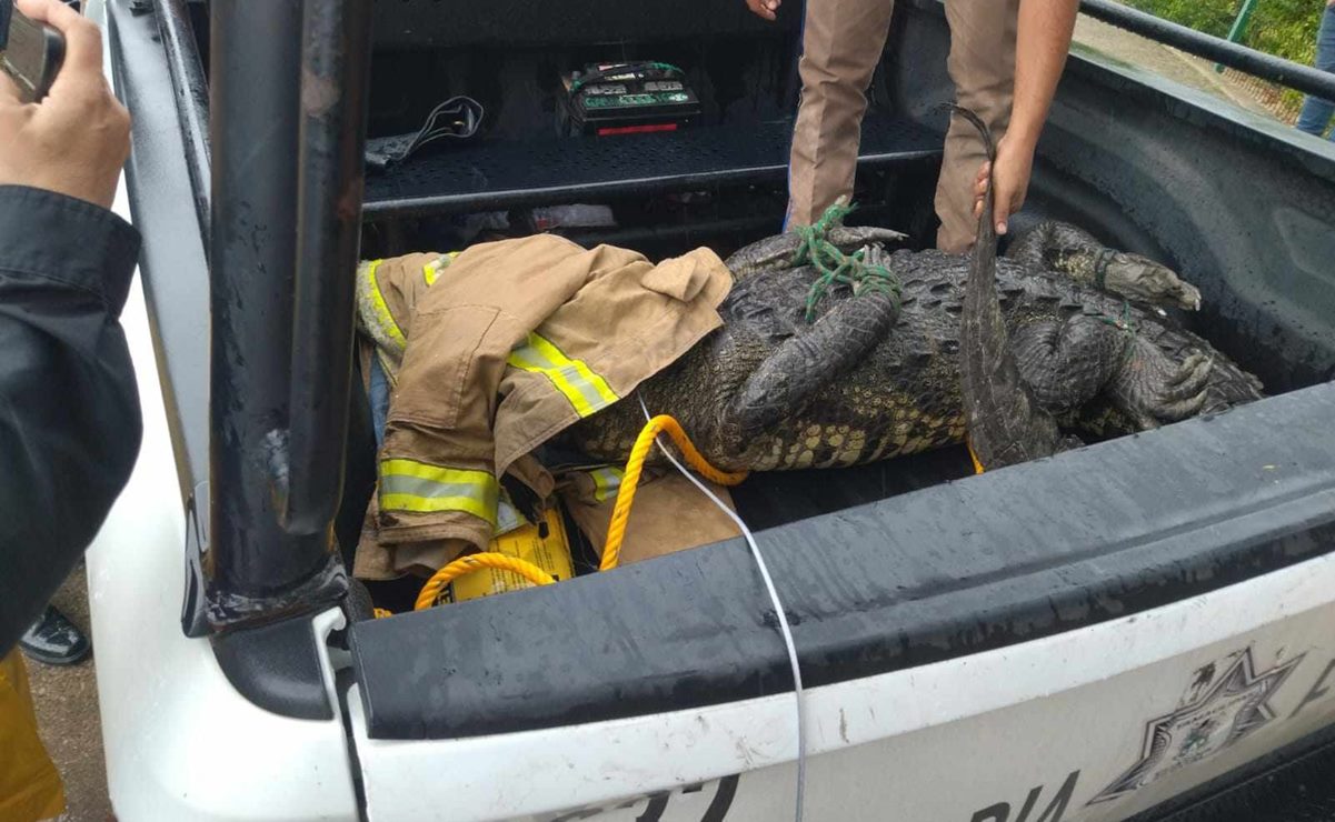 Bomberos someten a cocodrilo que paseaba en avenida de Tampico; no se salvó de “la manita de puerco”, bromean cibernautas