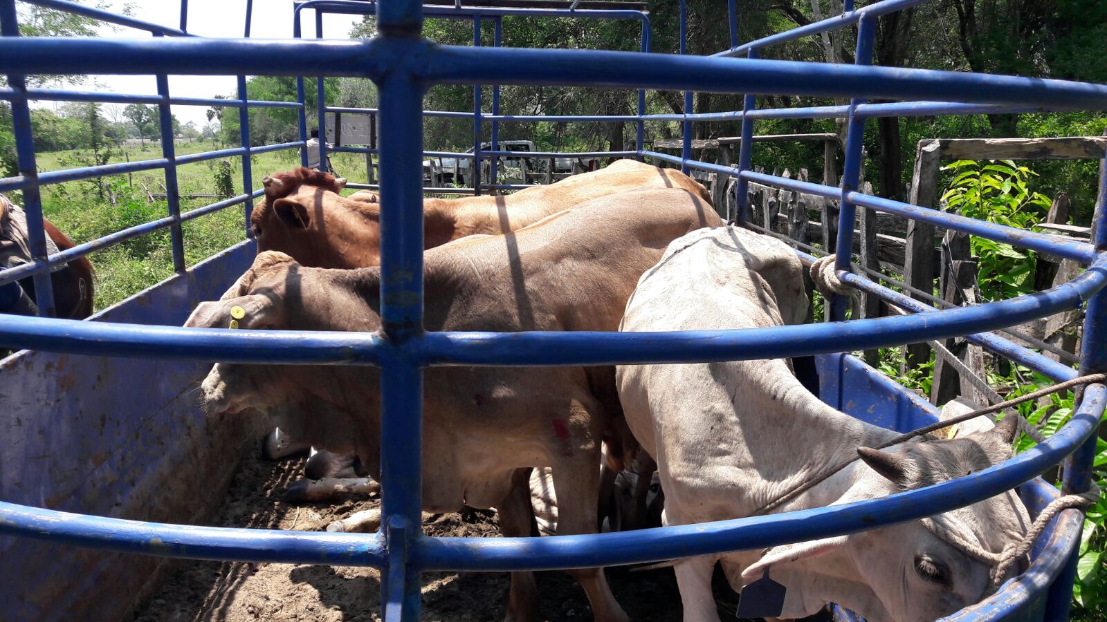 Van por quienes destazaron y robaron vacas en accidente de Tabasco