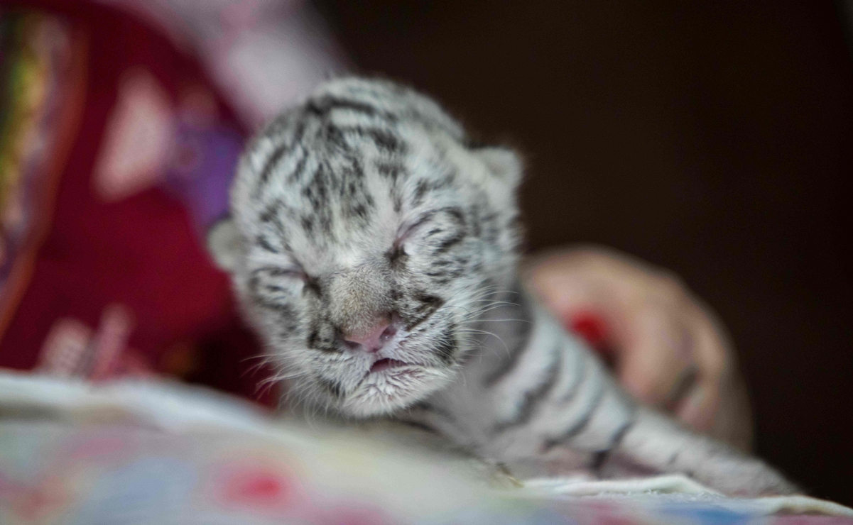 Por primera vez nace una tigresa blanca en cautiverio en América Central