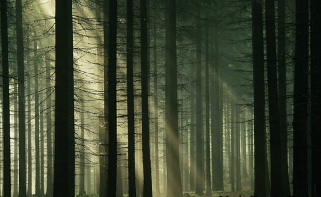El bosque más embrujado del mundo