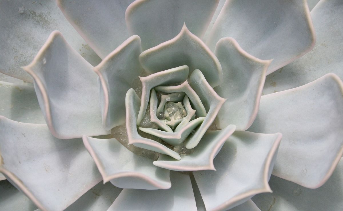 Descubre 3 cactus sin espinas ideales para decorar tu hogar