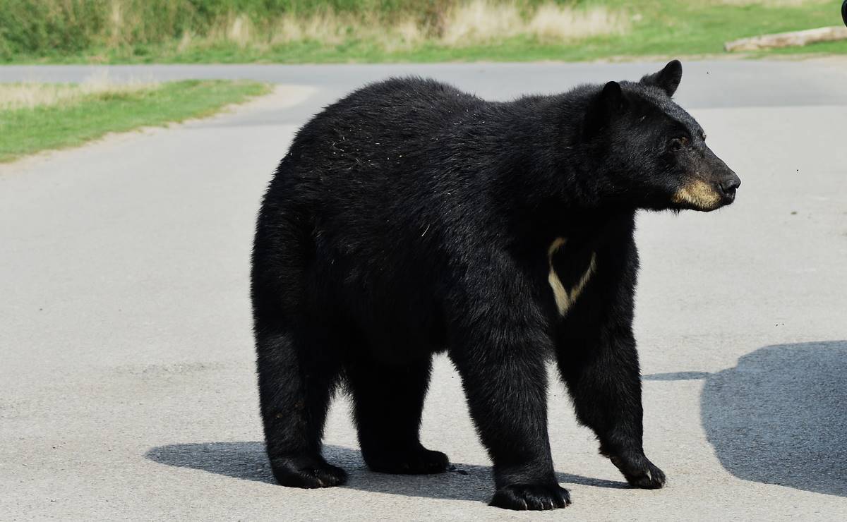 Oso ataca a mujer que salió a checar su correo en Nueva Jersey