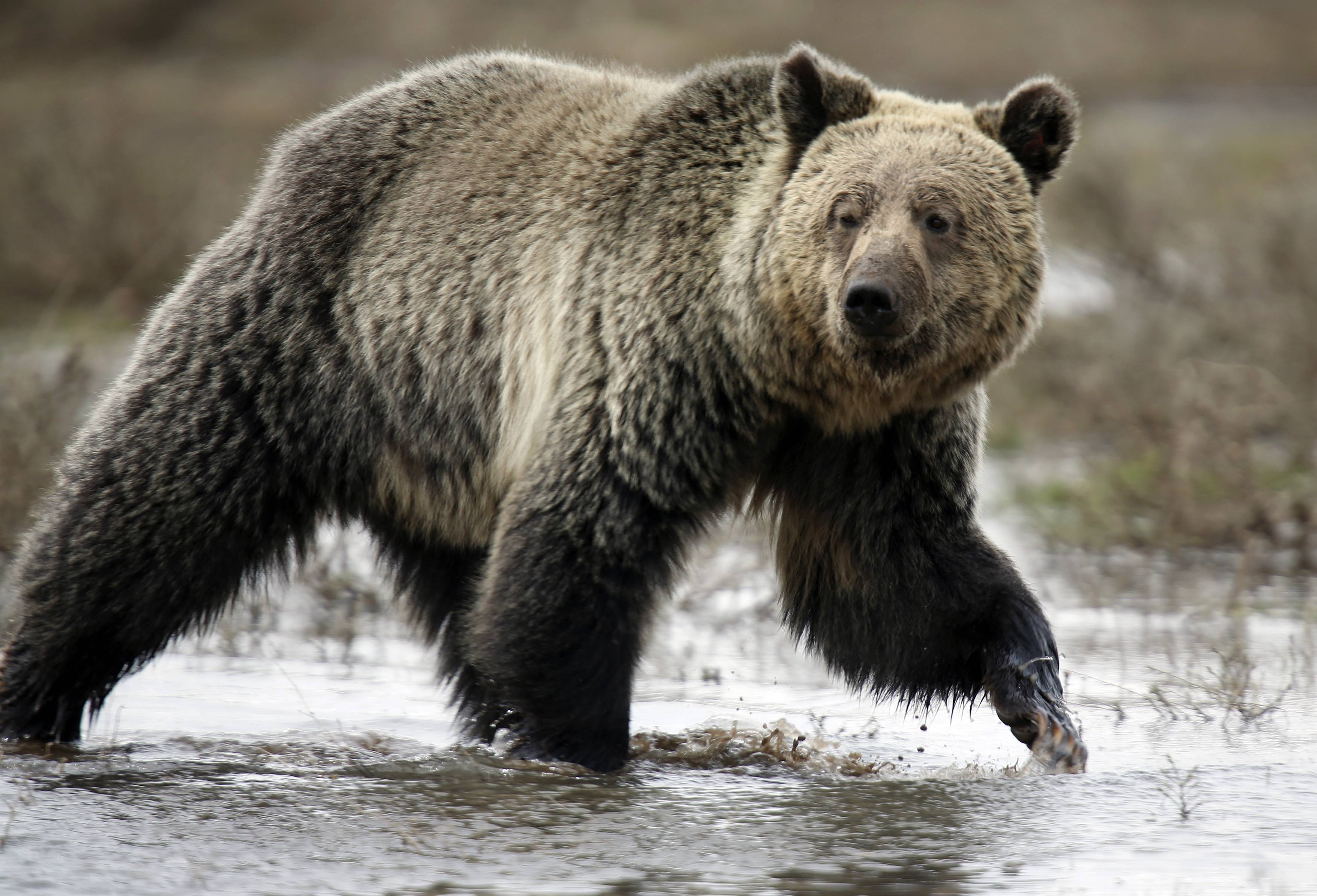 Autorizan cazar a un oso que saquea casas en Rumania