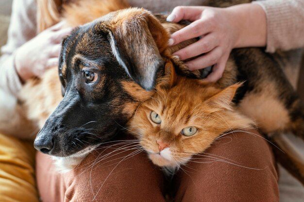 son los gatos realmente más inteligentes que los perros